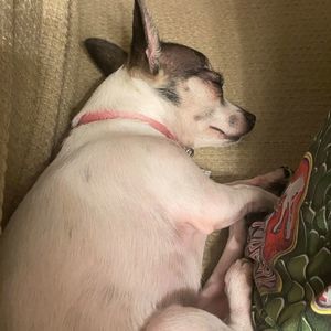 Meet your Posher, Philip